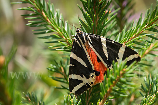 Spanische Flagge (Callimorpha quadripunctaria)