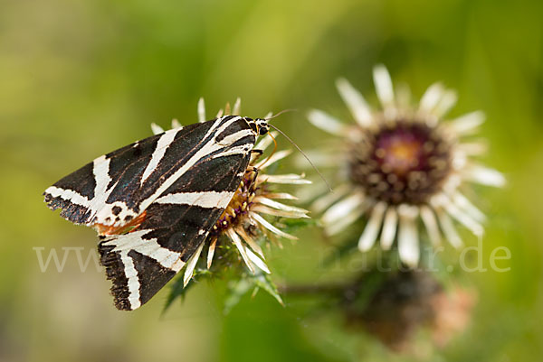 Spanische Flagge (Callimorpha quadripunctaria)