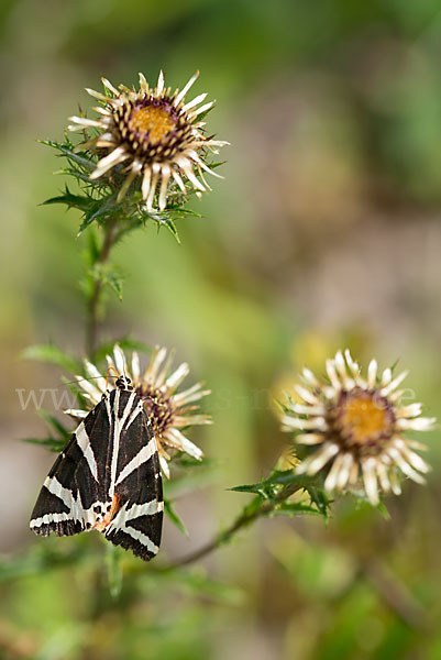 Spanische Flagge (Callimorpha quadripunctaria)