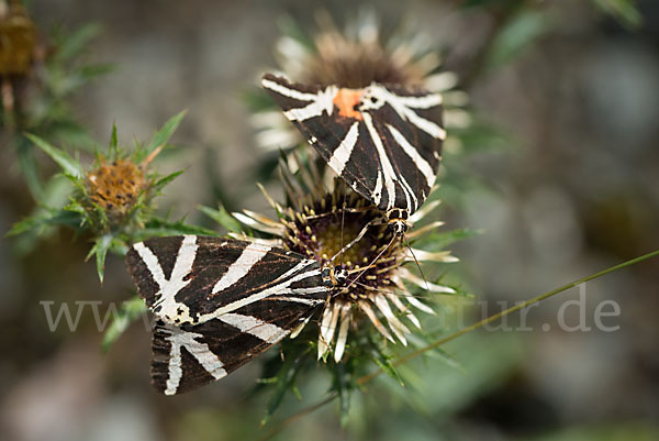 Spanische Flagge (Callimorpha quadripunctaria)