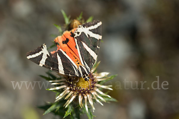 Spanische Flagge (Callimorpha quadripunctaria)