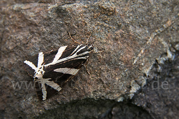 Spanische Flagge (Callimorpha quadripunctaria)