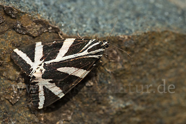 Spanische Flagge (Callimorpha quadripunctaria)