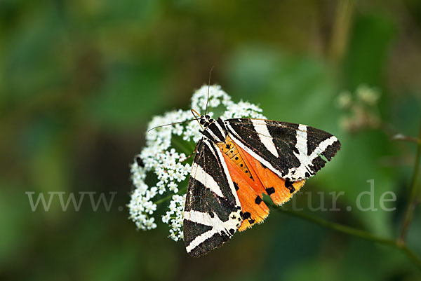 Spanische Flagge (Callimorpha quadripunctaria)