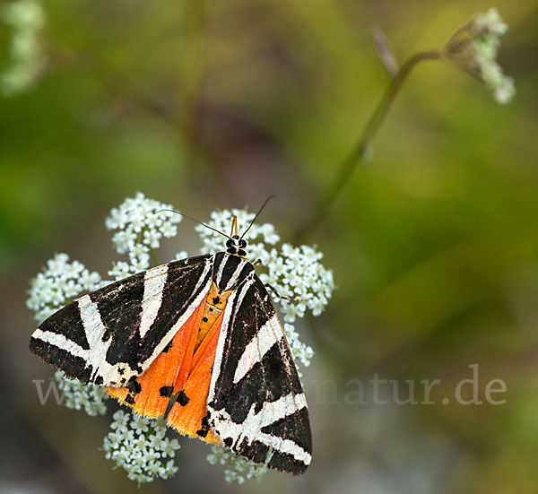 Spanische Flagge (Callimorpha quadripunctaria)