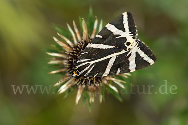 Spanische Flagge (Callimorpha quadripunctaria)