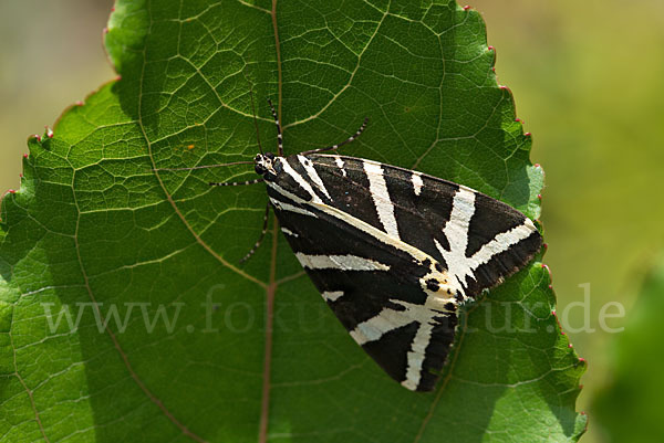 Spanische Flagge (Callimorpha quadripunctaria)