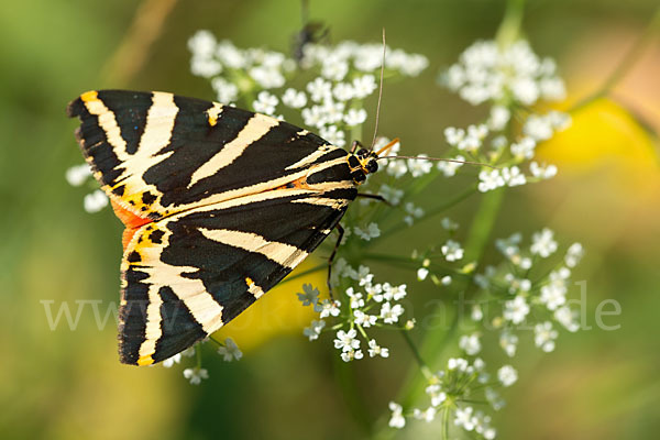 Spanische Flagge (Callimorpha quadripunctaria)