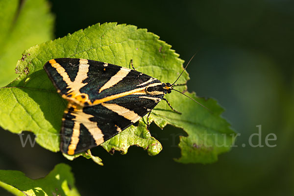 Spanische Flagge (Callimorpha quadripunctaria)