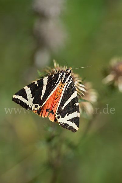 Spanische Flagge (Callimorpha quadripunctaria)