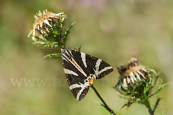 Spanische Flagge (Callimorpha quadripunctaria)