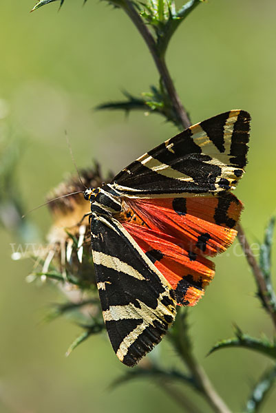 Spanische Flagge (Callimorpha quadripunctaria)