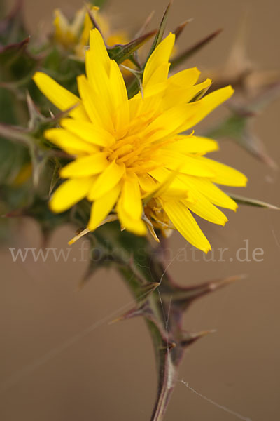 Spanische Golddistel (Scolymus hispanicus)