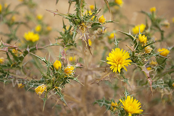 Spanische Golddistel (Scolymus hispanicus)