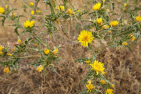 Spanische Golddistel (Scolymus hispanicus)