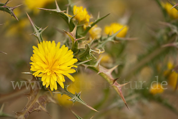 Spanische Golddistel (Scolymus hispanicus)