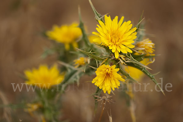 Spanische Golddistel (Scolymus hispanicus)