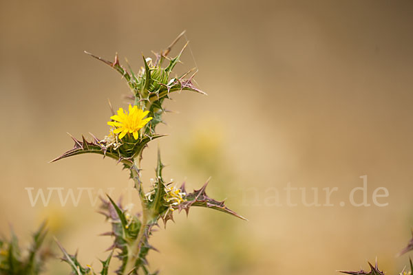 Spanische Golddistel (Scolymus hispanicus)