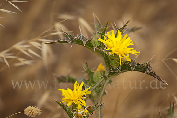 Spanische Golddistel (Scolymus hispanicus)