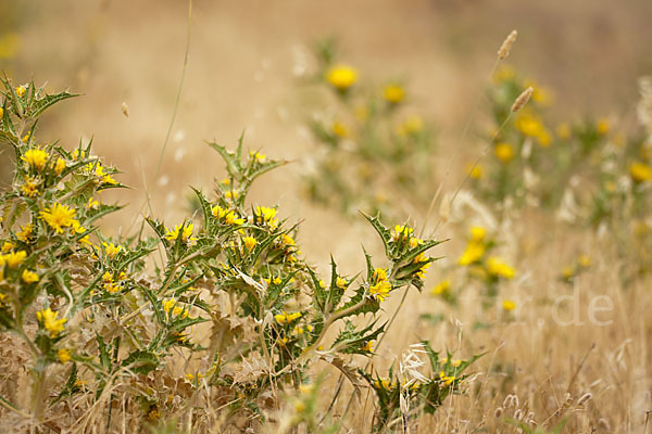 Spanische Golddistel (Scolymus hispanicus)