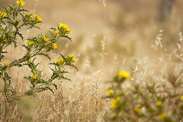 Spanische Golddistel (Scolymus hispanicus)