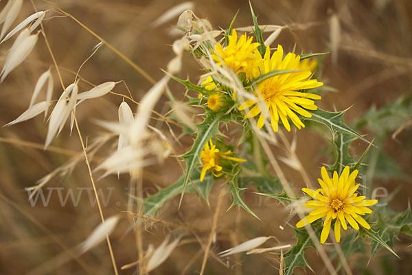 Spanische Golddistel (Scolymus hispanicus)