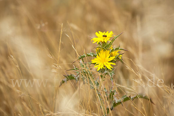 Spanische Golddistel (Scolymus hispanicus)