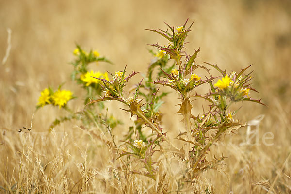 Spanische Golddistel (Scolymus hispanicus)