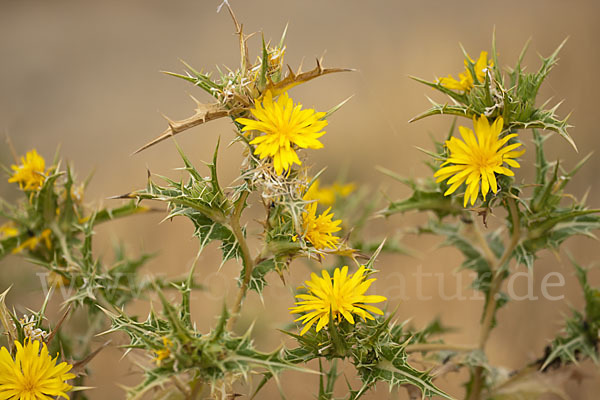 Spanische Golddistel (Scolymus hispanicus)