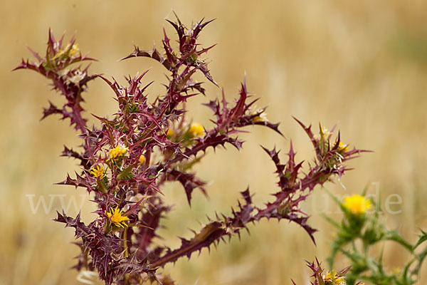 Spanische Golddistel (Scolymus hispanicus)