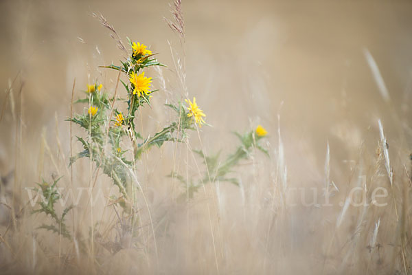 Spanische Golddistel (Scolymus hispanicus)