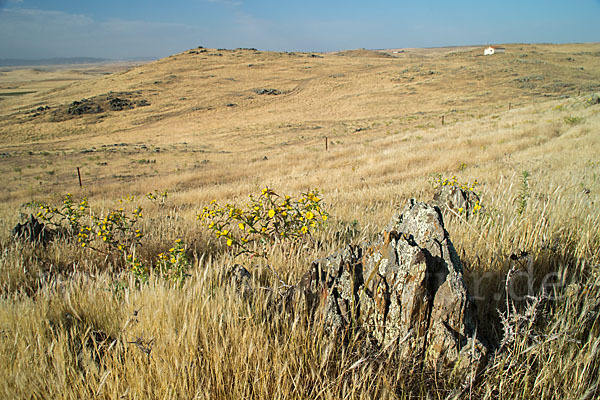 Spanische Golddistel (Scolymus hispanicus)