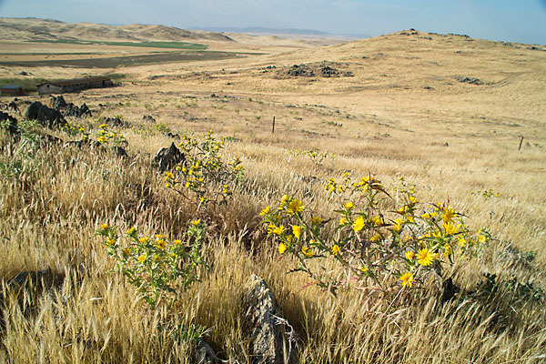 Spanische Golddistel (Scolymus hispanicus)