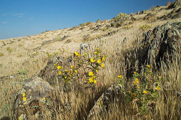 Spanische Golddistel (Scolymus hispanicus)