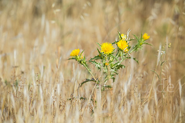 Spanische Golddistel (Scolymus hispanicus)