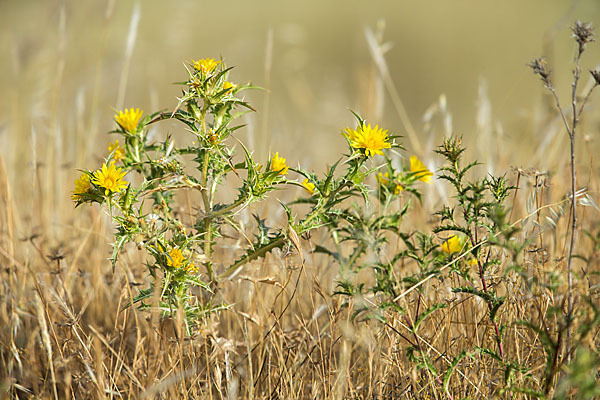 Spanische Golddistel (Scolymus hispanicus)