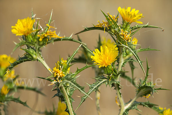 Spanische Golddistel (Scolymus hispanicus)