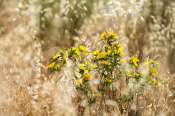 Spanische Golddistel (Scolymus hispanicus)