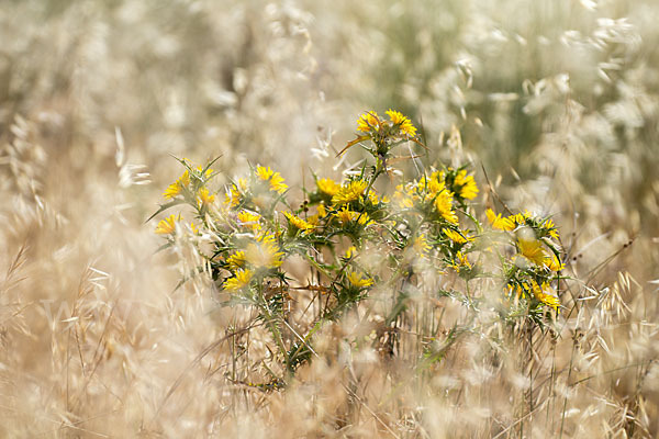 Spanische Golddistel (Scolymus hispanicus)