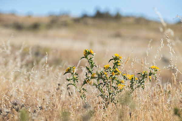 Spanische Golddistel (Scolymus hispanicus)