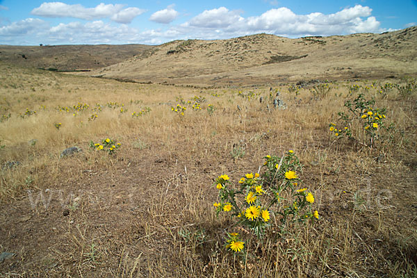 Spanische Golddistel (Scolymus hispanicus)