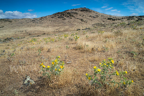 Spanische Golddistel (Scolymus hispanicus)