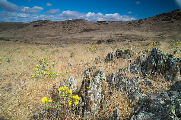 Spanische Golddistel (Scolymus hispanicus)