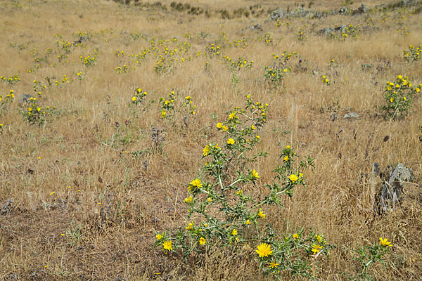 Spanische Golddistel (Scolymus hispanicus)