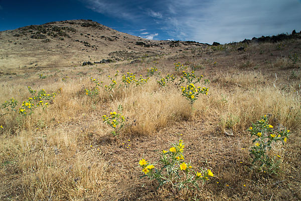 Spanische Golddistel (Scolymus hispanicus)