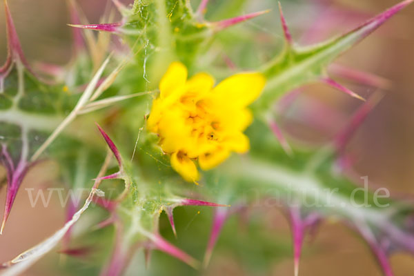 Spanische Golddistel (Scolymus hispanicus)