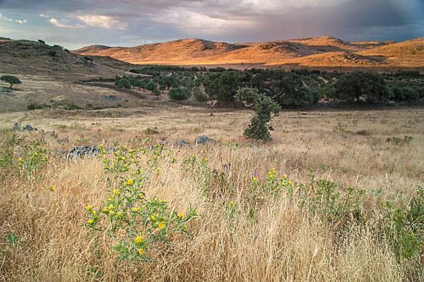 Spanische Golddistel (Scolymus hispanicus)