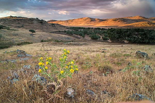 Spanische Golddistel (Scolymus hispanicus)