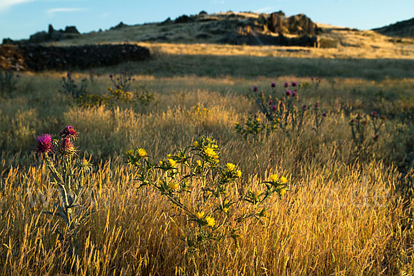 Spanische Golddistel (Scolymus hispanicus)