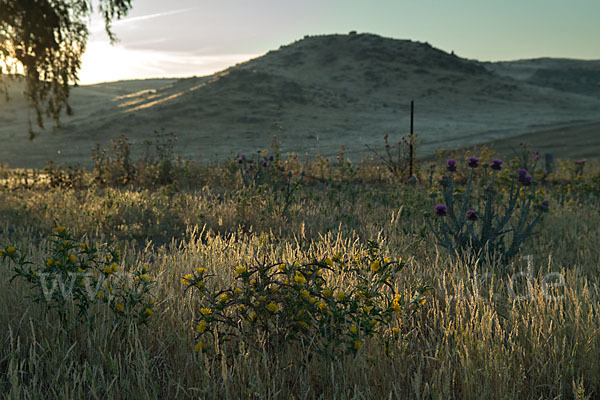 Spanische Golddistel (Scolymus hispanicus)